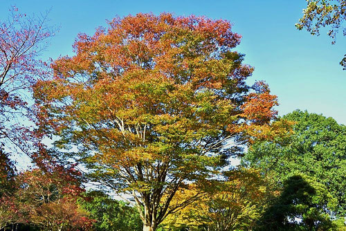 ケヤキ,けやき,欅の紅葉,画像