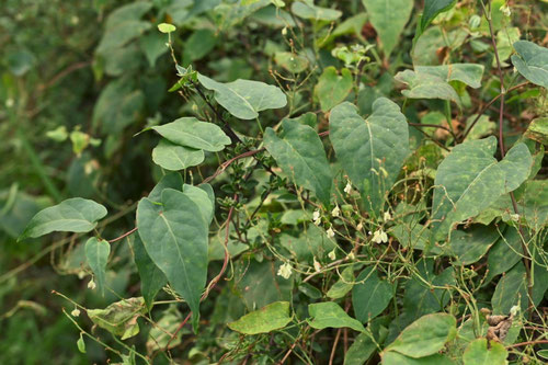 虎杖,植物,つるどくだみ