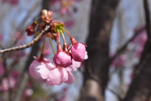 ようこう,さくら,陽光,桜,ヨウコウザクラ