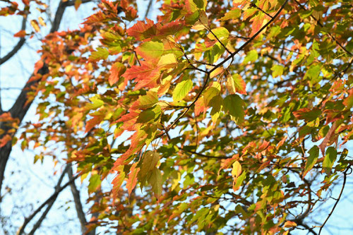 紅葉のグラデーション
