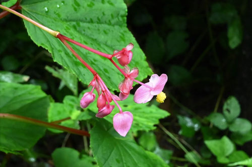しゅうかいどう,花,シュウカイドウ