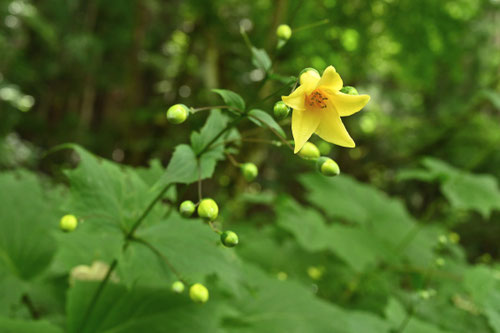 きれんげしょうま,どんな花