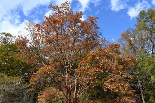 ナツツバキ,樹木,紅葉,シャラノキ