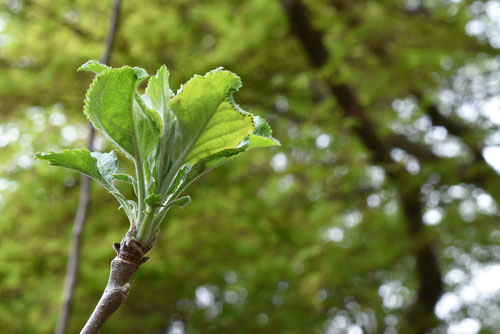リンゴの新葉,りんご,植物