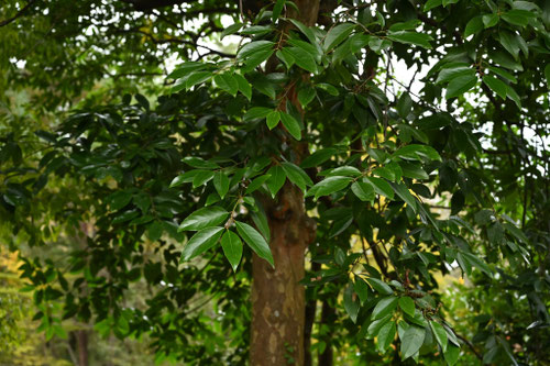 バクチノキ,ばくちのき,樹木