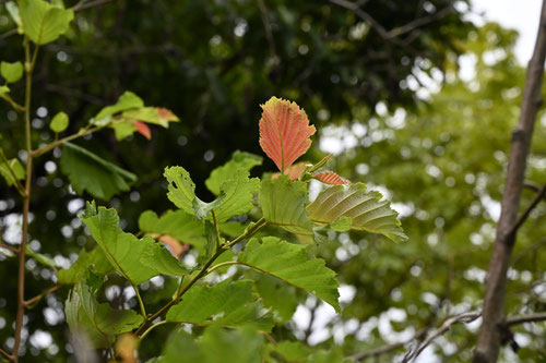 Japanese alder