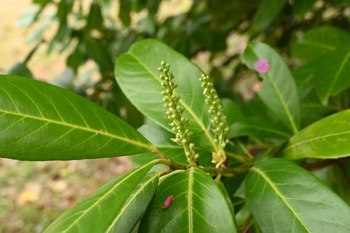 Cherry-laurel,flower