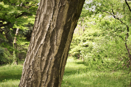 Japanese hornbeam