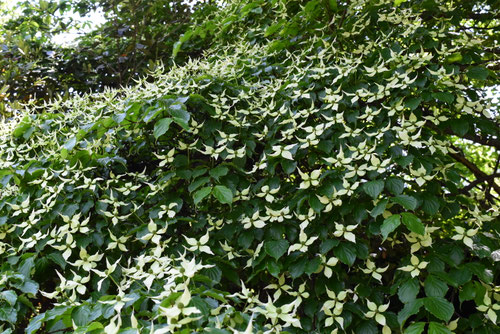 ヤマボウシ,手裏剣みたいな花,やまぼうし