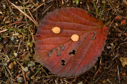 ガマズミ,がまずみ,タネ