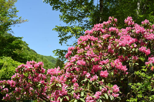 しゃくなげの木の花