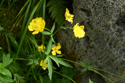 ウマノアシガタ,花,みやまきんぽうげ