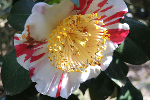 肥後京錦（ひごきょうにしき）