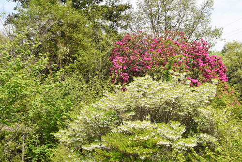 ドウダンツツジ,どうだんつつじ,剪定,育て方