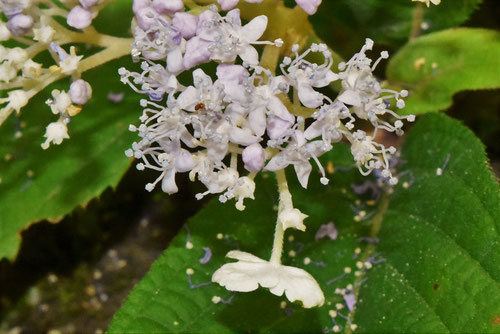 たまあじさい,花,タマアジサイ
