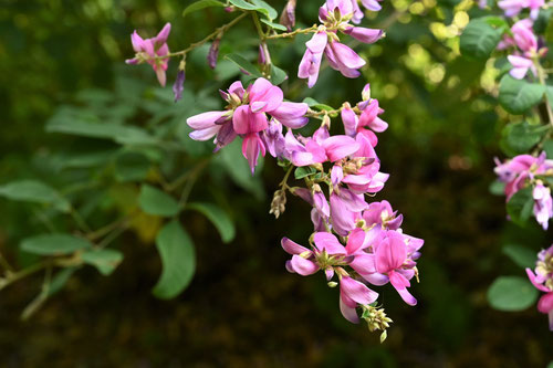 宮城野ハギの木の花,みやぎのはぎ