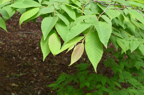 アサダ 庭木図鑑 植木ペディア アサダ 庭木図鑑 植木ペディア