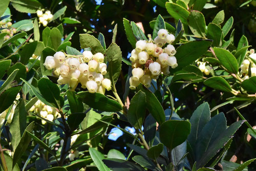 １１月に咲く白い花,木