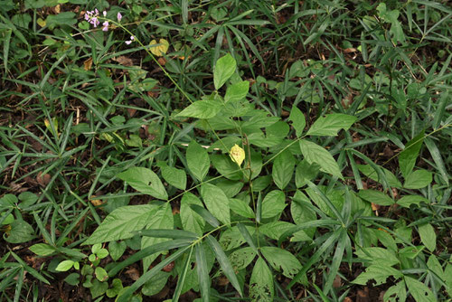 藤草,特徴