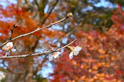 フユザクラ,ふゆざくら,冬桜