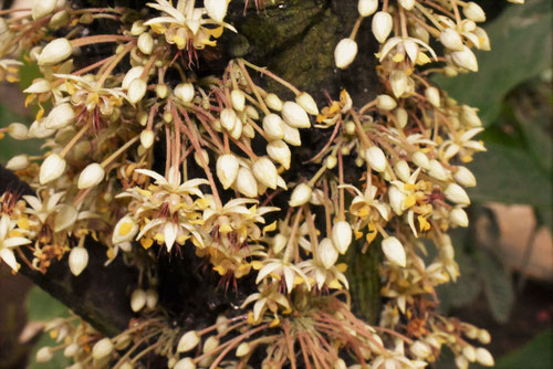 カカオの木,かかお,樹木