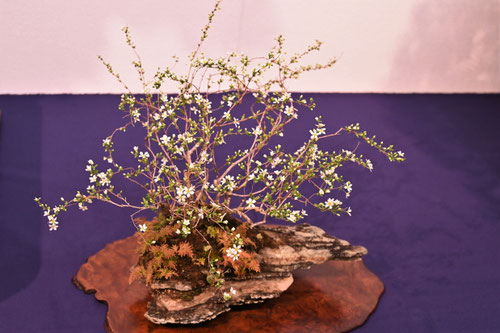 ユキヤナギ,bonsai,yukiyanagi
