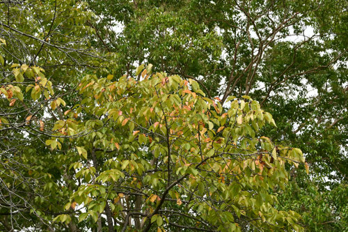 オオカンザクラの木,おおかんざくら