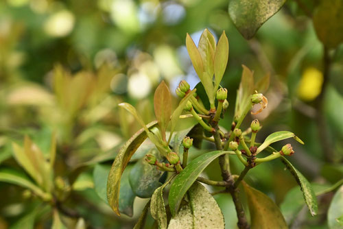 シキミ,しきみ,しきび,樹木