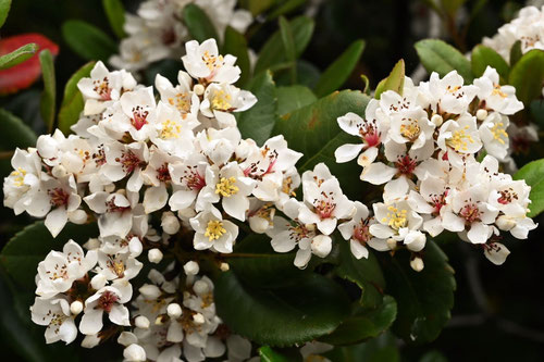 Flowering trees in August in June