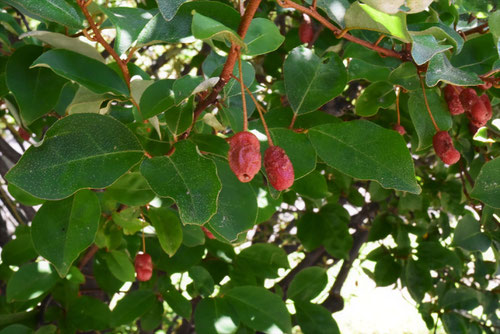 ビックリ茱萸の木,果実,トウグミ