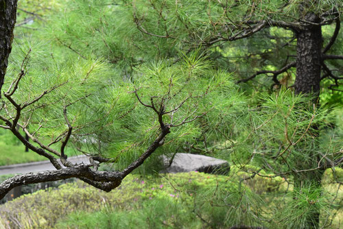 Ryukyu Island pine