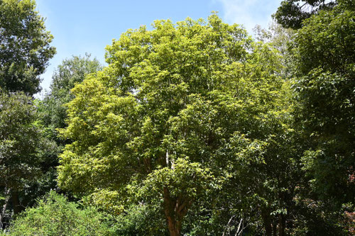 金木犀,キンモクセイ,植物,きんもくせい
