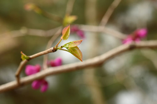 ハナズオウ,はなずおうの木,花蘇芳