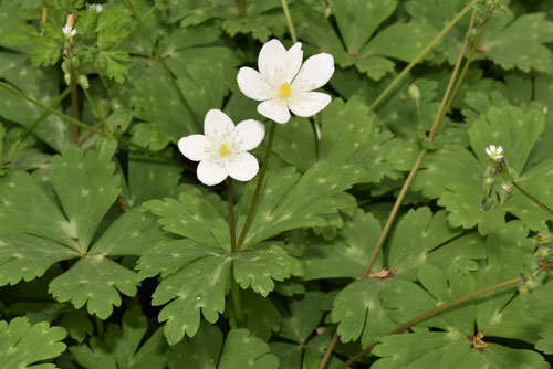 子持ち花,子持ち草