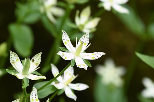 あけぼのそう,アケボノソウ,曙草