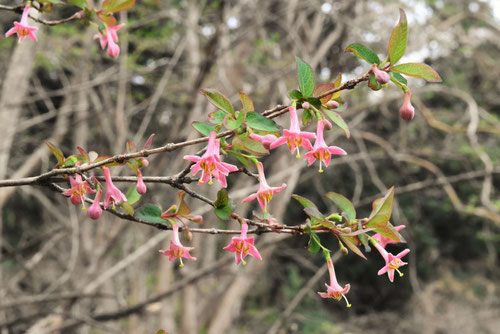 うぐいすかぐら　植木