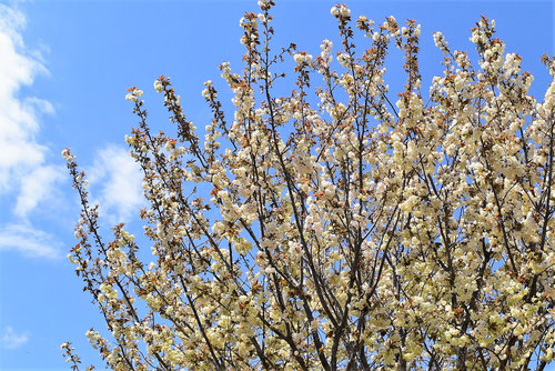 鬱金桜,黄色いサクラの木
