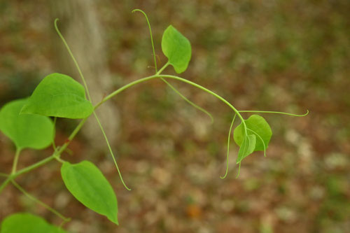 しおで,植物
