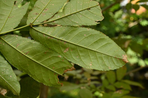 Japanese ash,tree