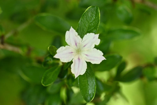 白丁花,はくちょうげ
