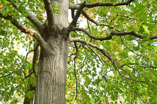 アカガシワ,あかがしわ,樹皮