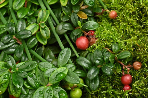 Cowberry,fruit　