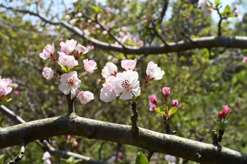 寒冷地でも栽培できる花が綺麗な木