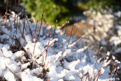ドウダンツツジの越冬,どうだんつつじ
