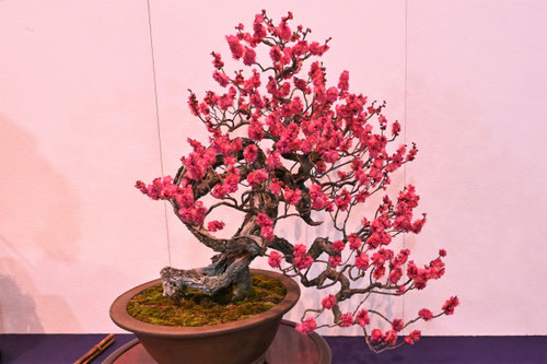 ウメ,うめ,梅の木,bonsai,ume