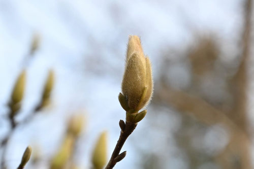 花が白い木蓮,はくもくれん
