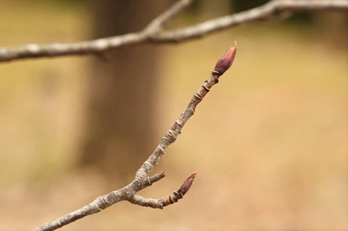 ナナカマドの冬芽,ななかまど