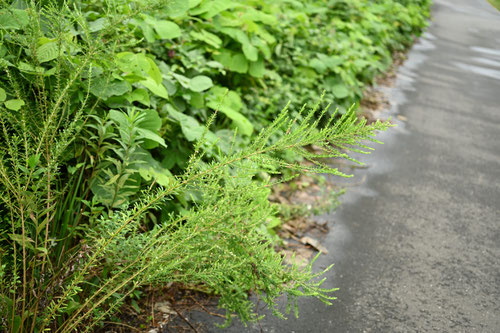 Chinese bush clover