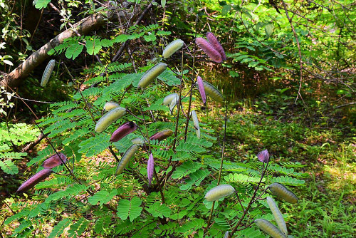 Mysore thorn,seeds