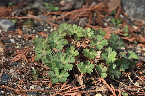 geranium herb